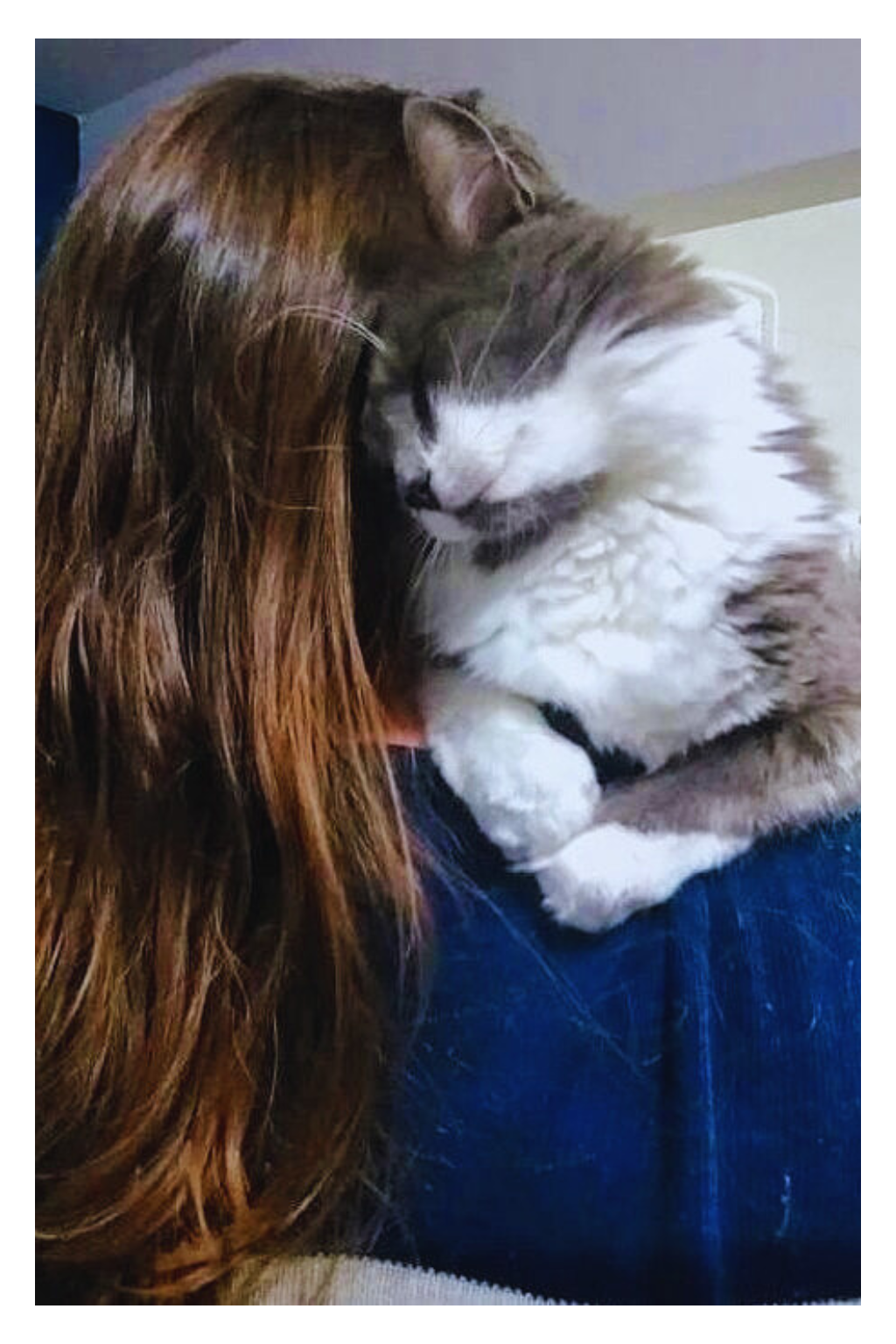 Pet Sitter cuidando de gato em Ribeirão Preto